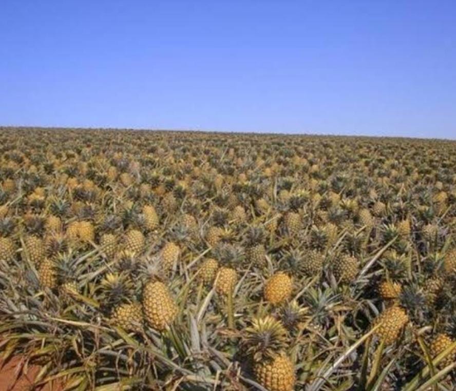 Champ d'ananas
