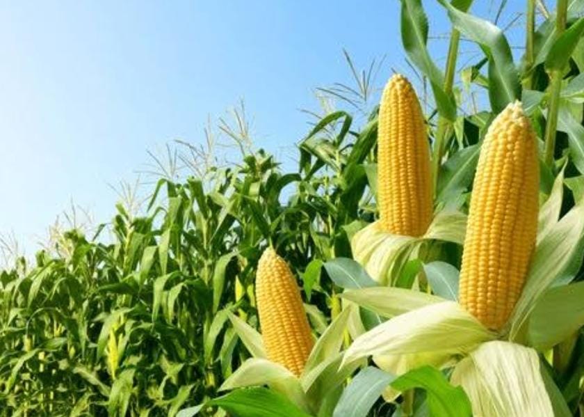 Agriculture