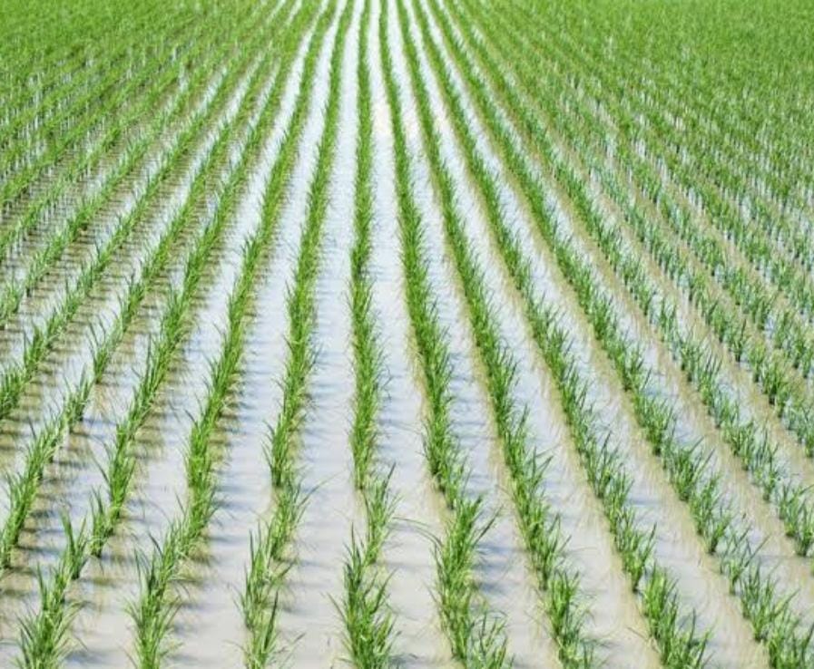 Culture de riz